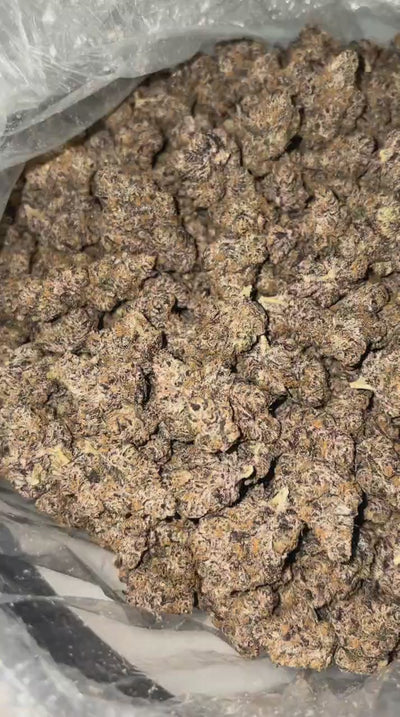 PURPLE PETRO
